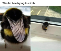 Honey bee careful
