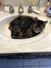 Honey the sink is clogged