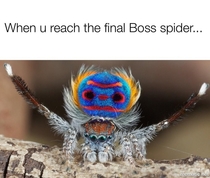 Honey will u get that spider