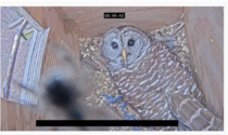 Hootie had an unexpected spider visitor in her box this morning