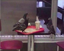 Hope the pigeon gets the job