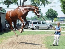 Horse Balloon