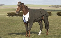 Horse in a tweed suit