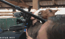 Horse nibbles on cameramans ear during interview