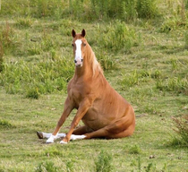 Horse sitting down