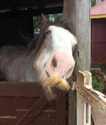 Horses can grow mustaches