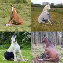 Horses sitting like dogs good day