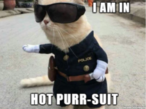 Hot Purr-Suit
