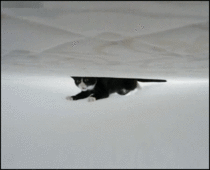 Hover kitty attack