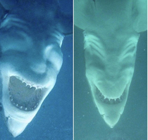 How a great white shark looks from underneath