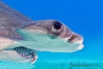 How a hammer shark looks from the side