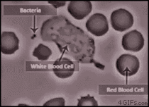 How A White Blood Cell Eats Staphylococcus Aureus Bacteria 