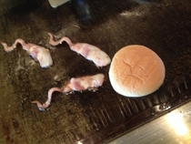 How bacon burgers are born