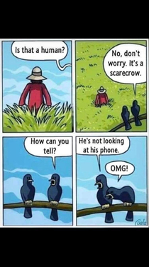 How birds view human