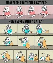 How cat owners eat