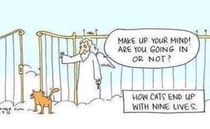 How Cats End Up With Nine Lives