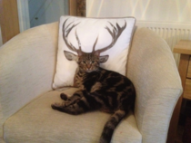 How deer you disturb the cat