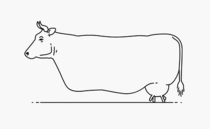 How do you milk a legless cow Who cares Look at him run