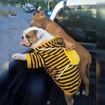 How dog care of their baby