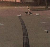 How fast was this duck going