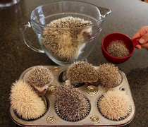 How hedgehogs are made