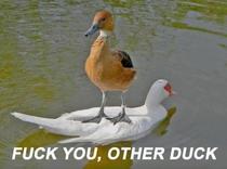 How i imagine ducks when they grab bread from other ducks