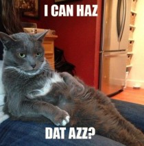 Lazy Cat Wants To Play Meme Guy Lazy Cat Wants To Play Meme Guy