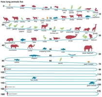 How long animals live 