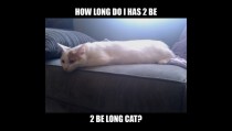 how long do I has  be  be long cat