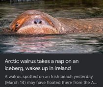How long was this damn walrus sleeping
