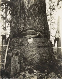 How lumberjacks are born