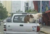 How many upvotes for this dog that saved his female friend from jumping off truck 