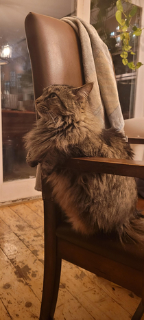 How my cat sits in chairs
