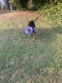 How my dog catches the frisbee