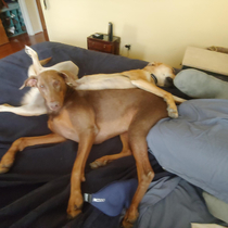 How my dogs sleep