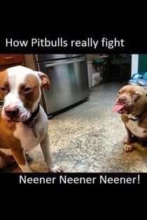How pitbulls really fight