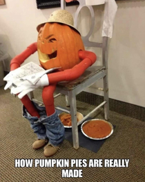 How pumpkin pies are really made