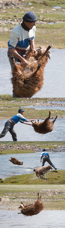 How they bathe mongolian sheeps