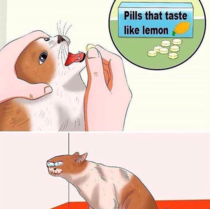 How to administer pills to your cat