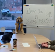 How to be a good boy