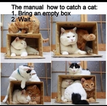 How to catch a cat - A redditors guide