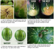 How to choose the absolute best watermelon