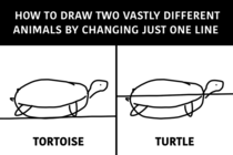 How to Draw  Vastly Different Animals By Changing Just One Line
