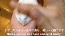 How to flatten a hamster