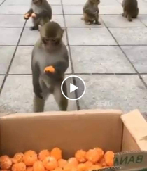How to fool an Monkey