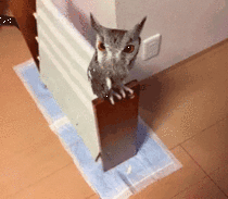 How to inflate an owl