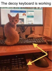 How to maintain productivity as a cat owner