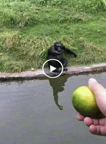 how to trick an ape