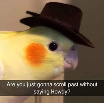 HOWDY PARTNER