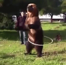 Hula Hooping Bear